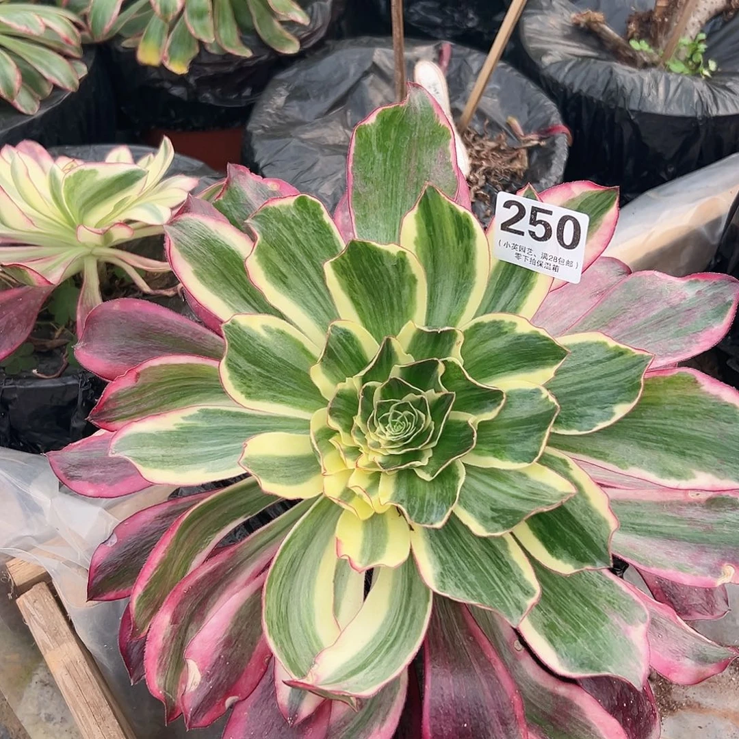 多肉植物多肉植物250