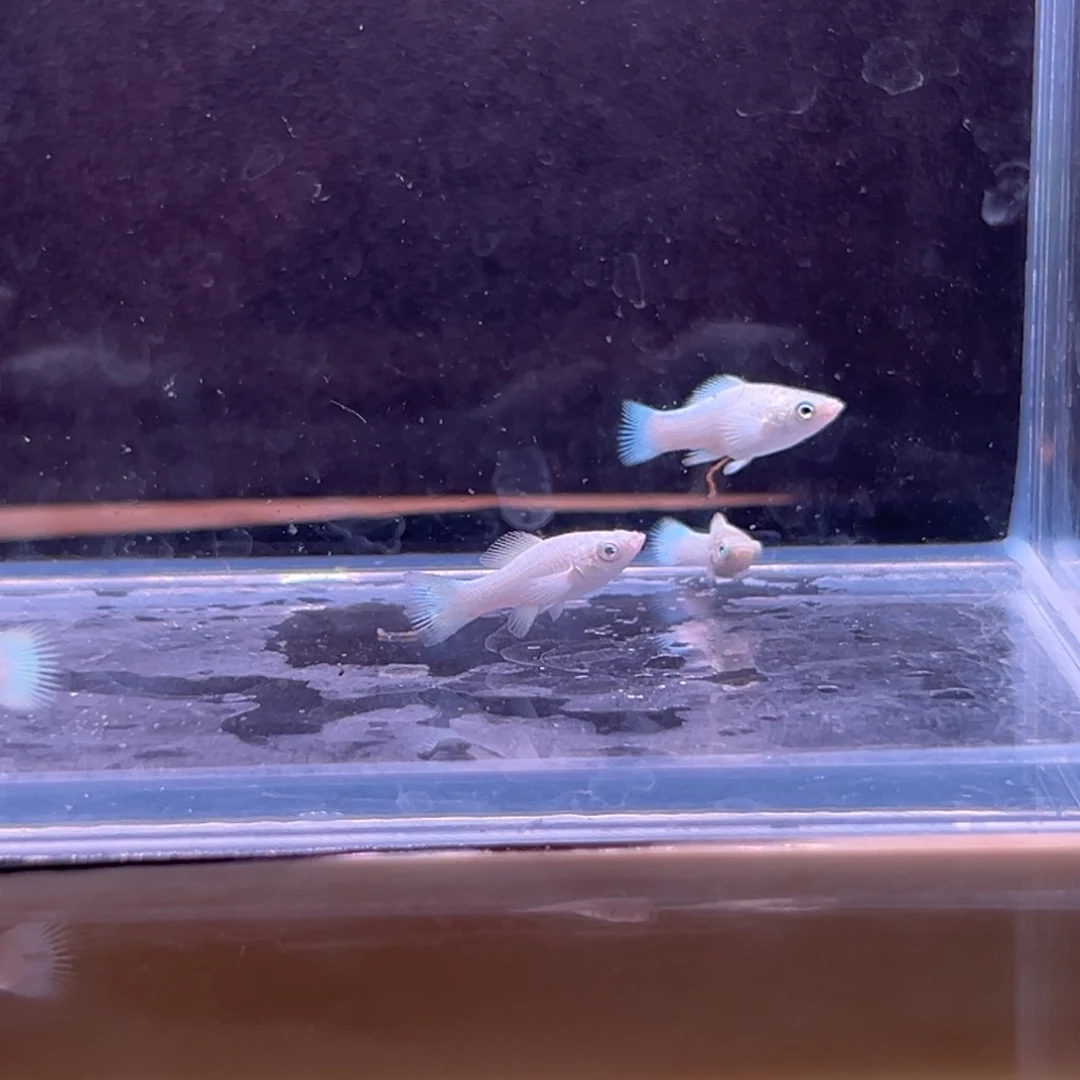 孔雀鱼瓷白玛丽两条备损三条