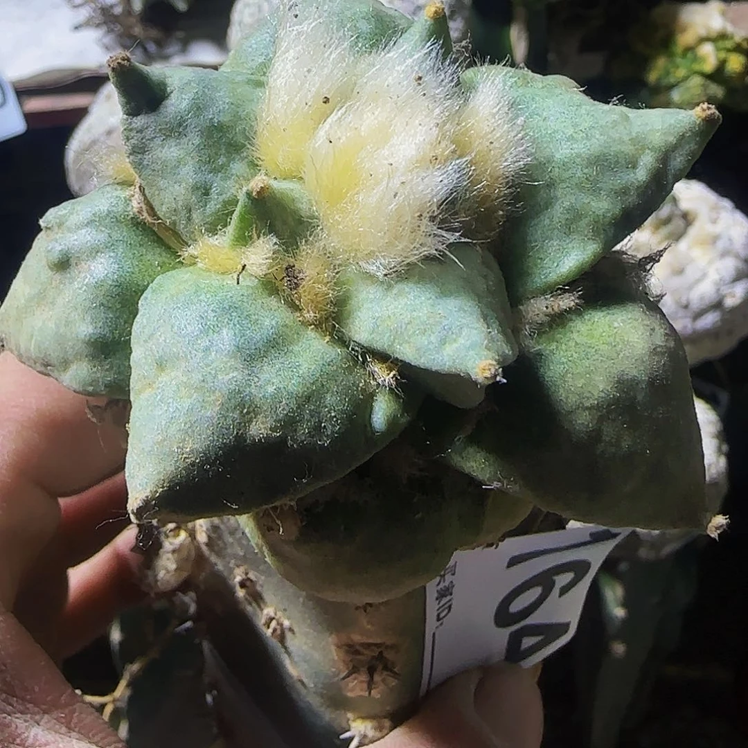 怒涛264仙人球开花