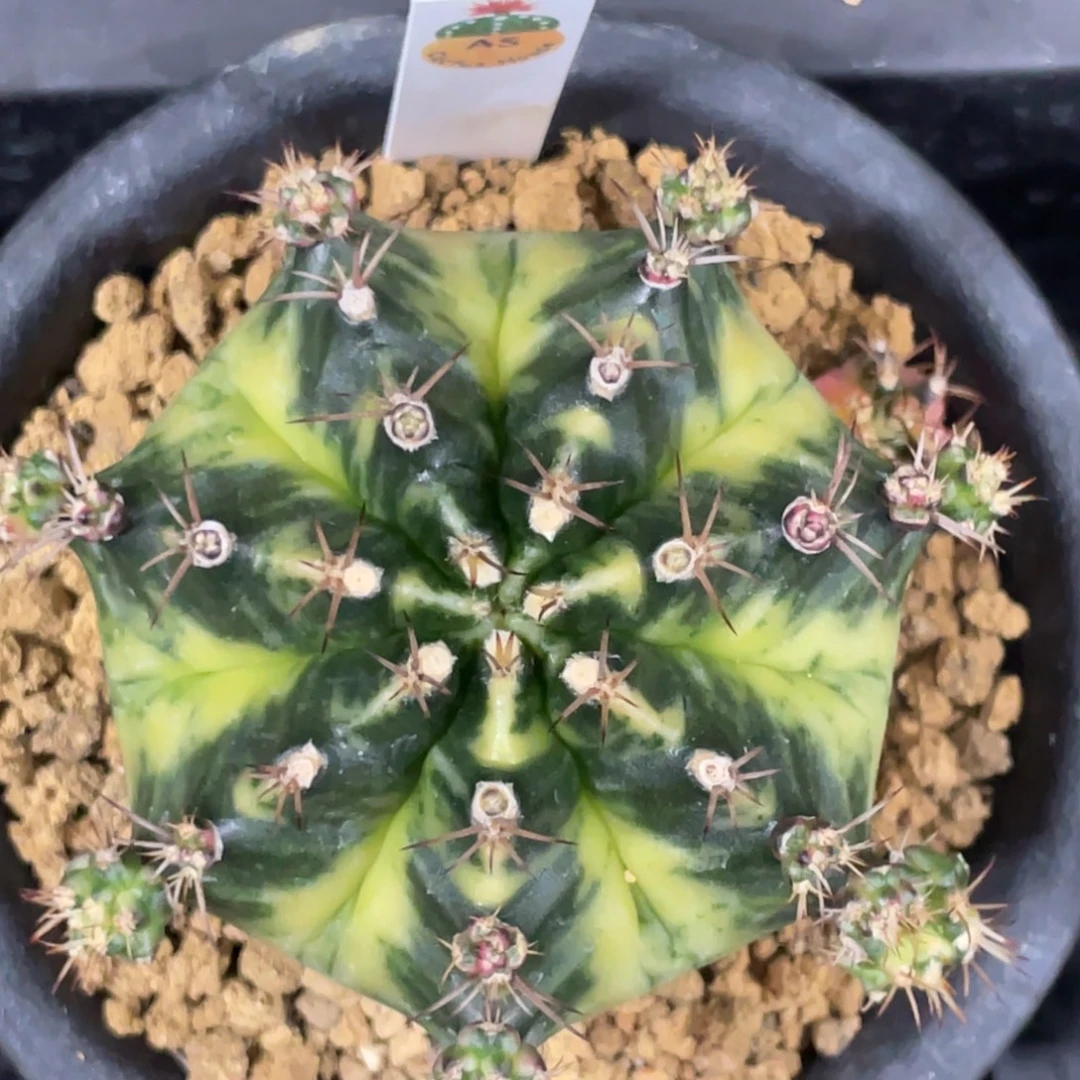 当前无花朵，栽培后可花朵莫吉托