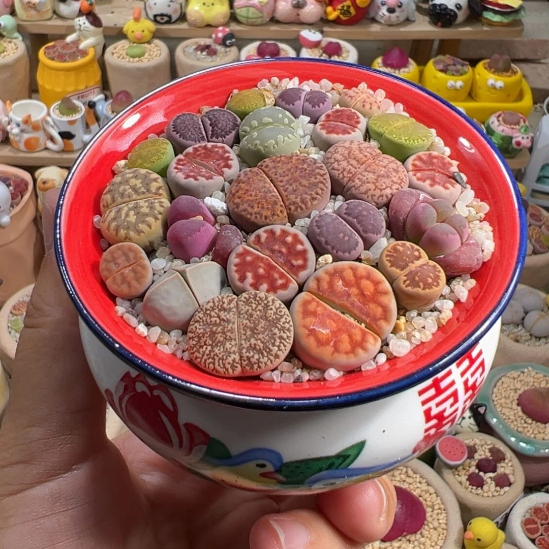 多肉植物70号彩色拼盘