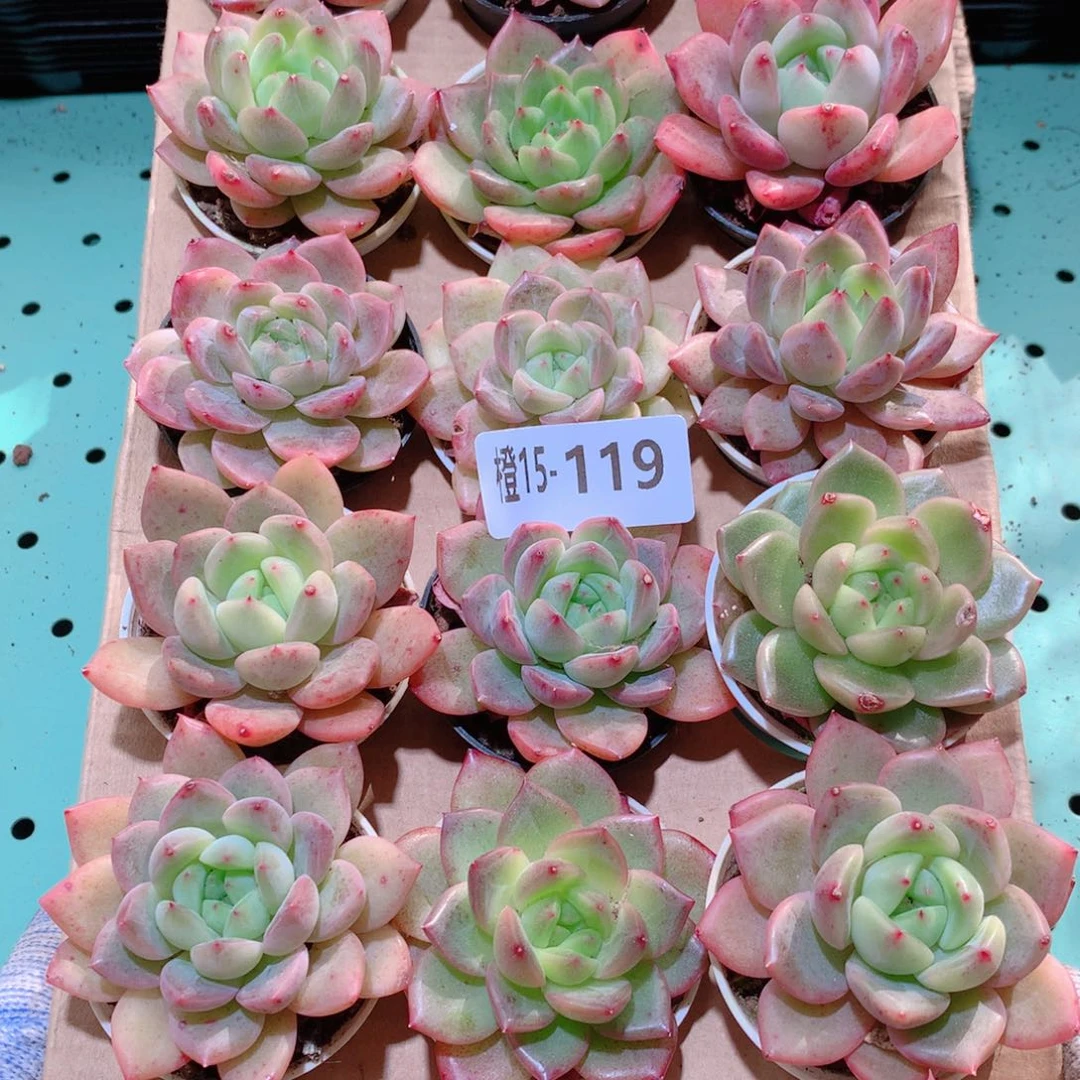 15-119一物一拍多肉带盆18 颗