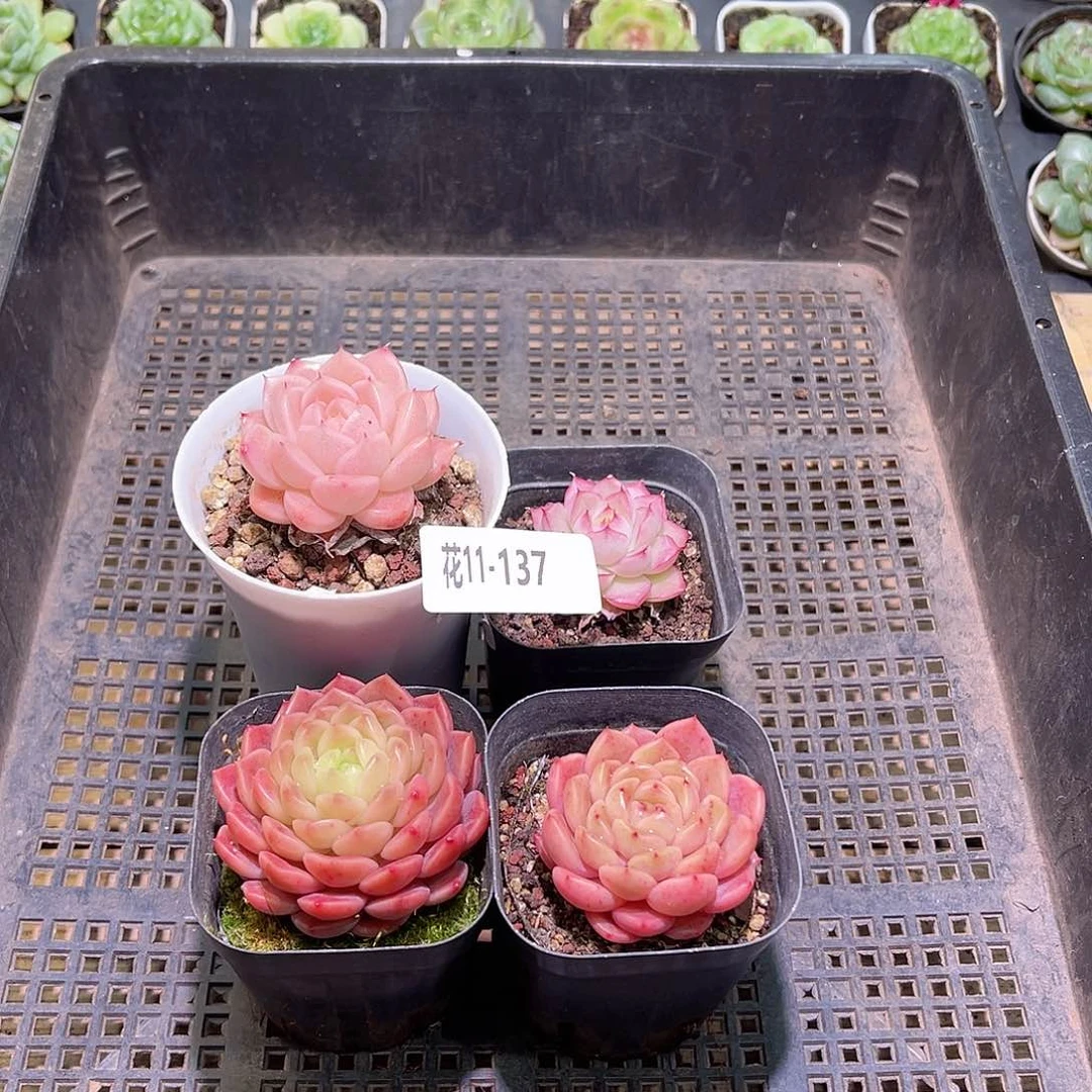 花利美11-137框拍4颗