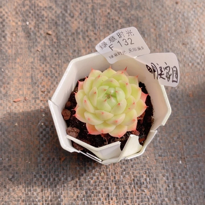 明***园132 带陶瓷盆发货 满28包邮