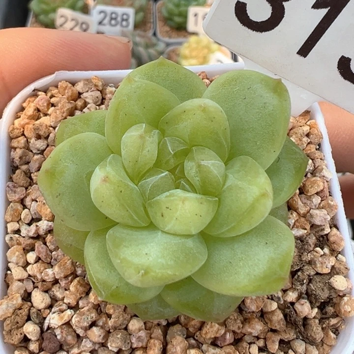 313号风花雪月系列新个体有晒斑