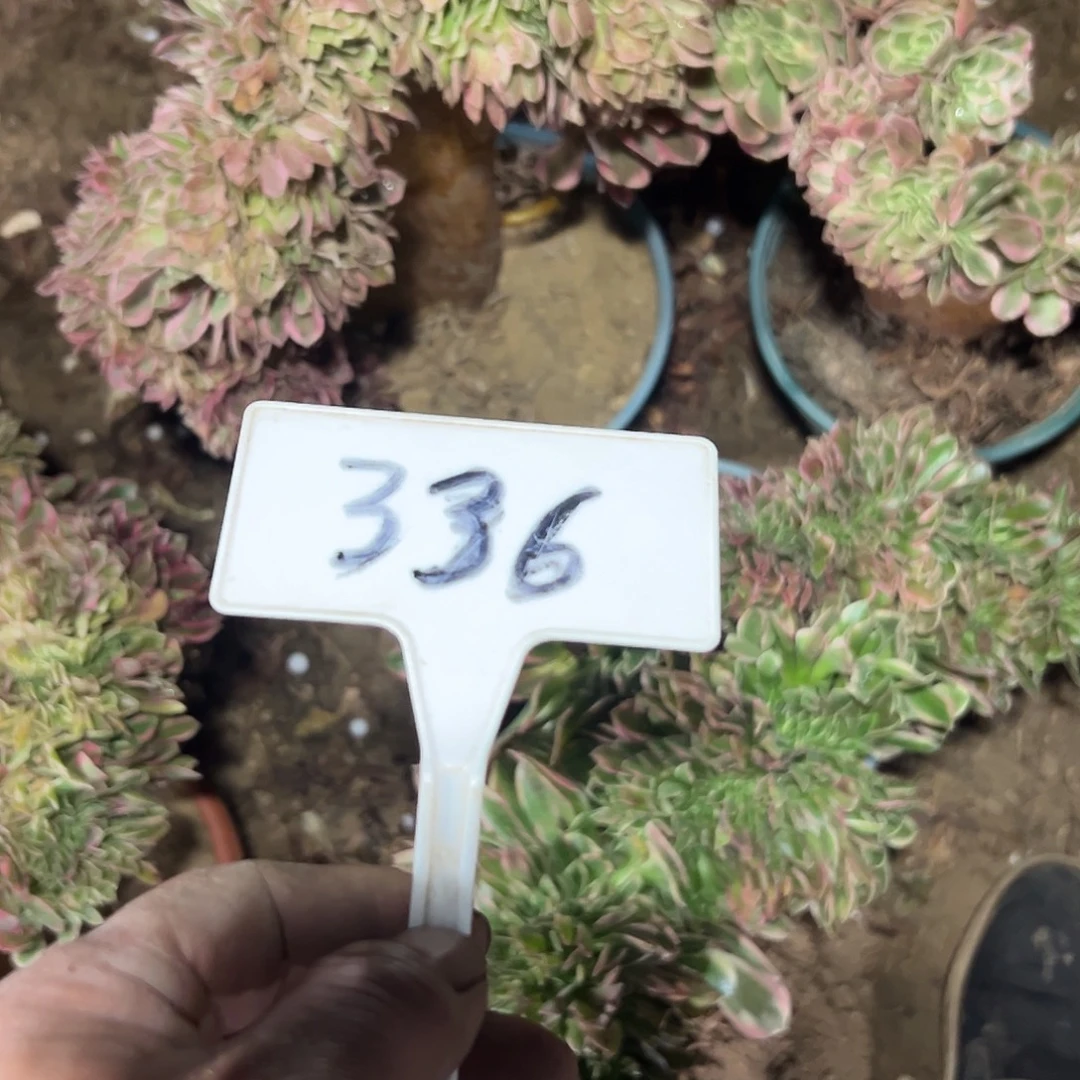 香***香多肉植物组合一体化336