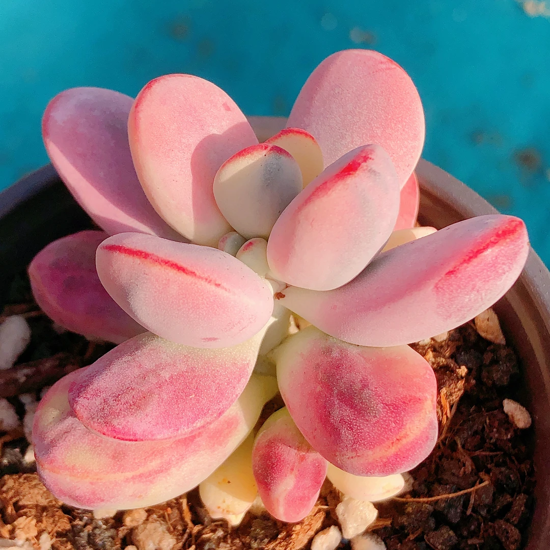 多肉植物 七彩胖叶乒乓福娘锦一颗(尺寸5左右)满28元包邮除偏远