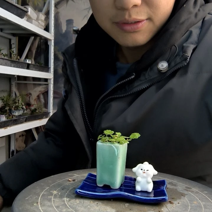 喜*小盆景小植物一物一拍256