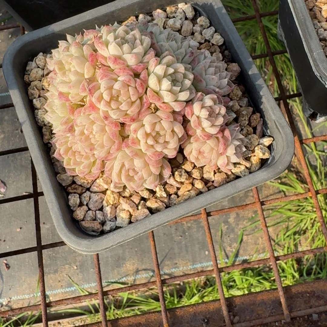 010粉女王群多肉植物