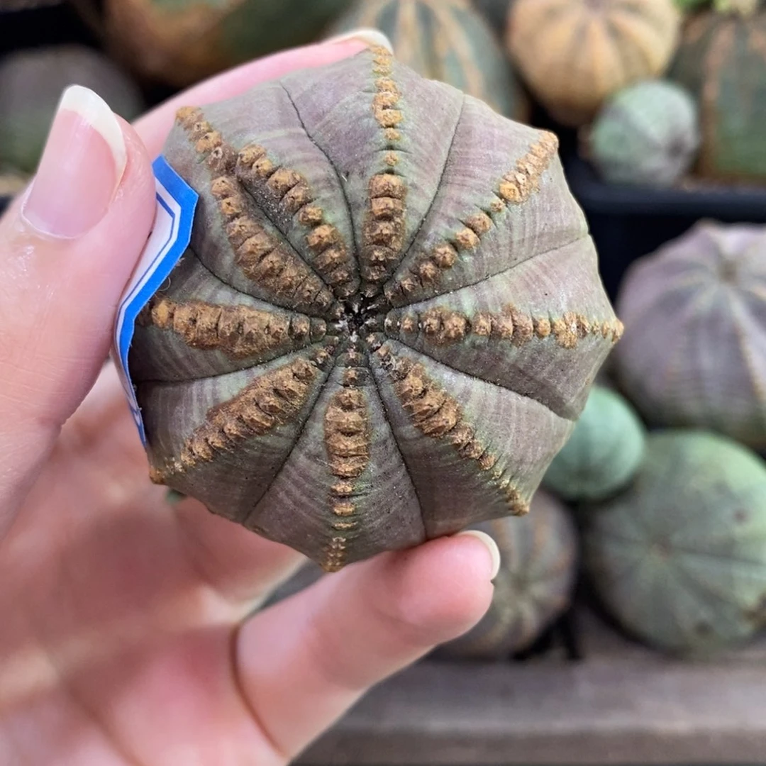 布纹球精品一物一拍