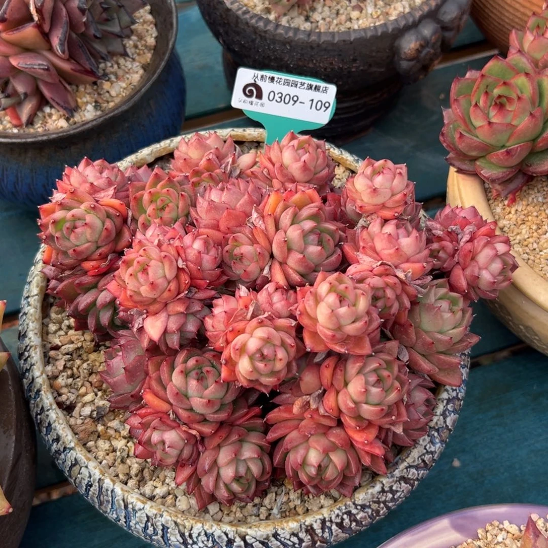 多肉一物一拍0309-109