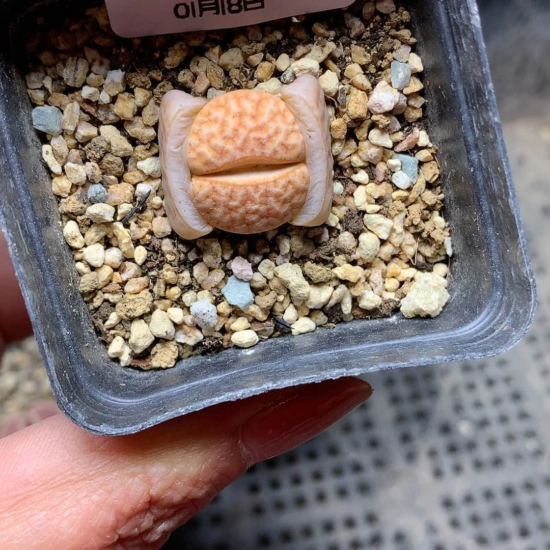 C772多肉植物保护研究所