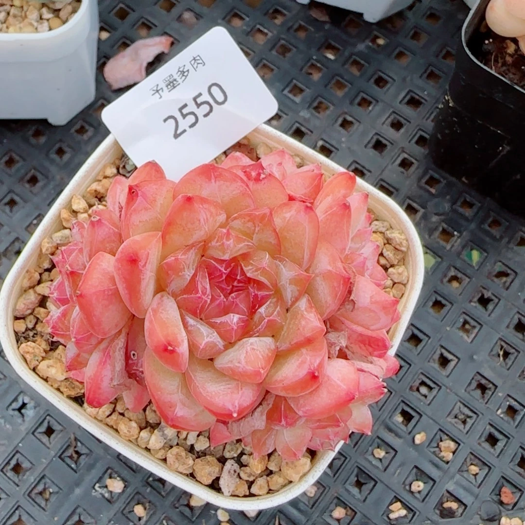 五头寒江雪，2550多肉植物