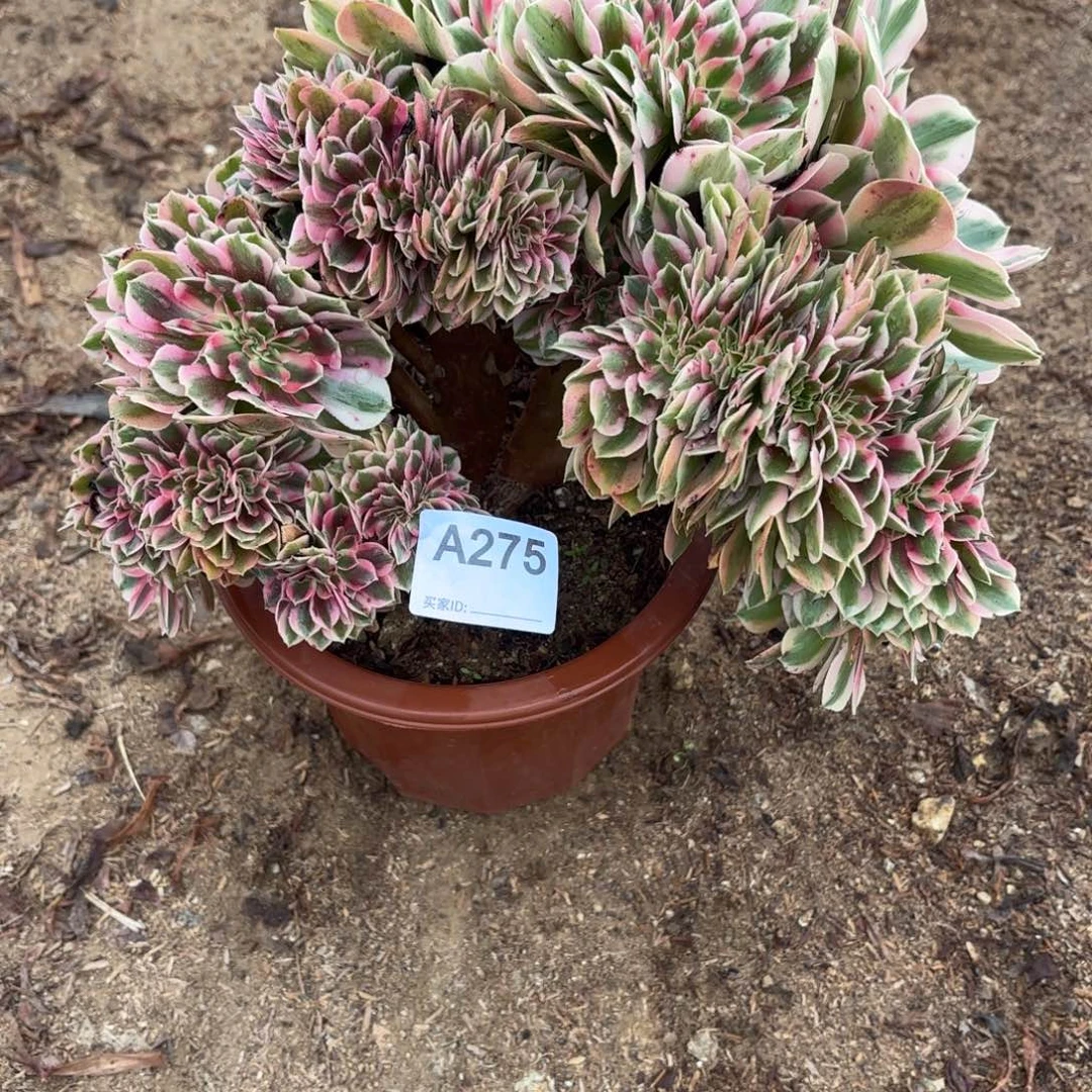 粉女巫缀断枝不包275