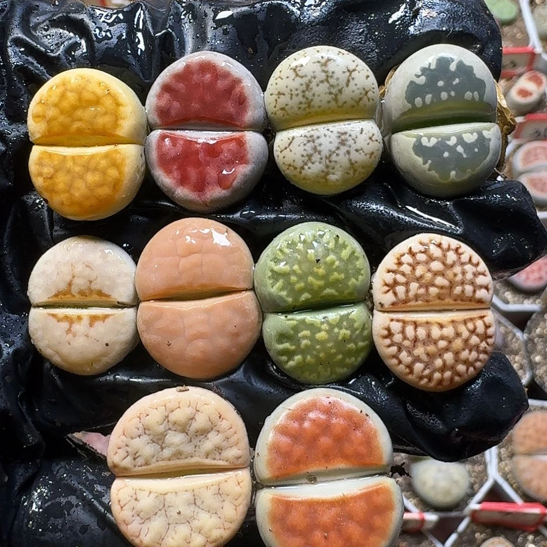 生石花111111        150
