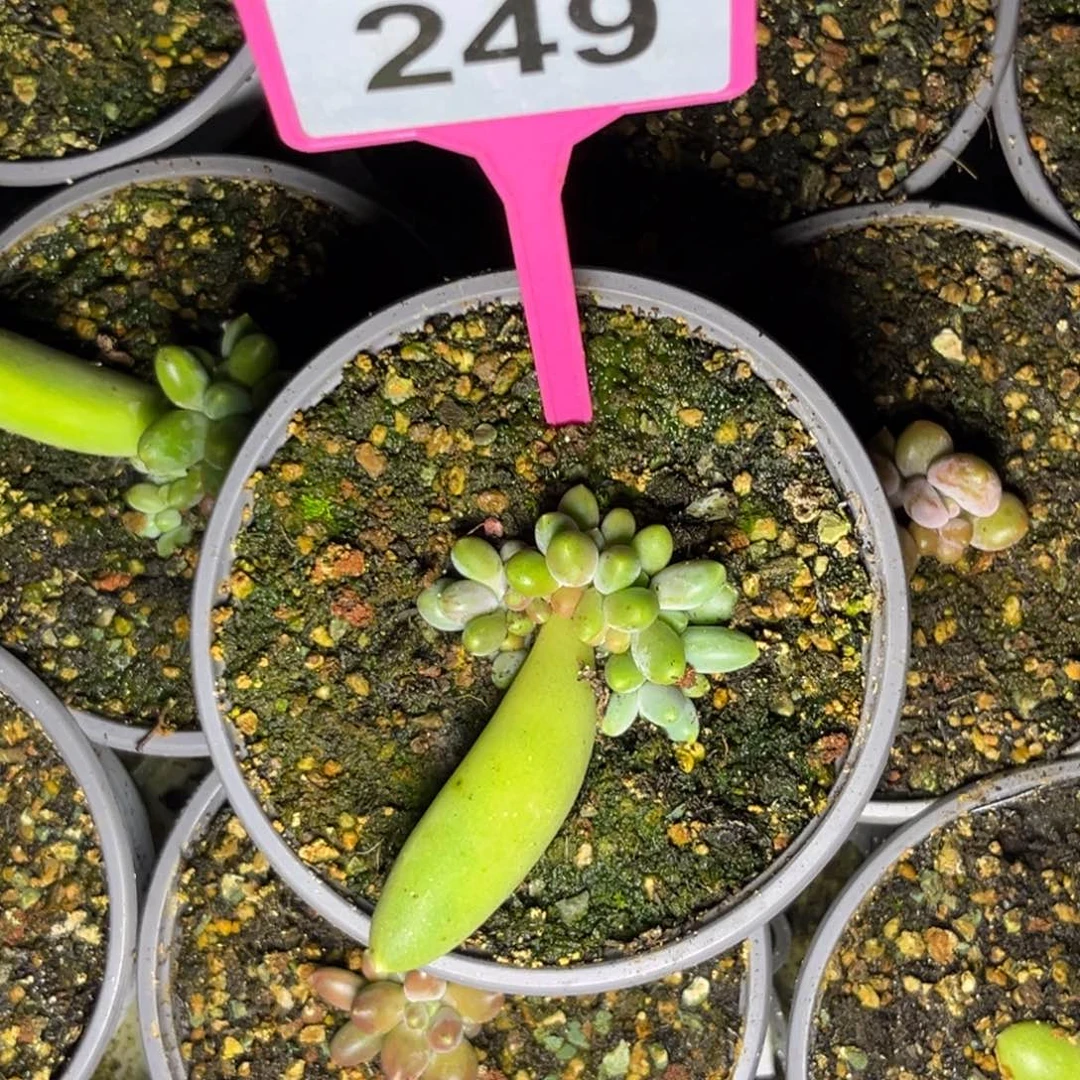 明***说多肉植物巴比亚249