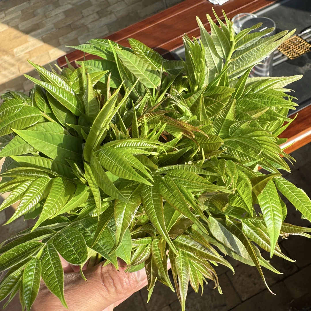 优选新鲜红油香椿嫩芽，农场直供。