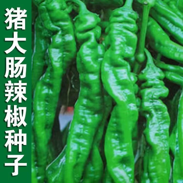 猪大肠螺丝椒种子蔬菜种子辣椒种子特辣特大螺丝椒正春季春季种植