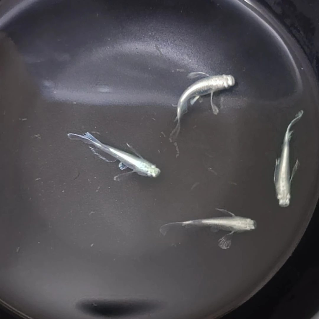 A9长鳍天使之翼4条