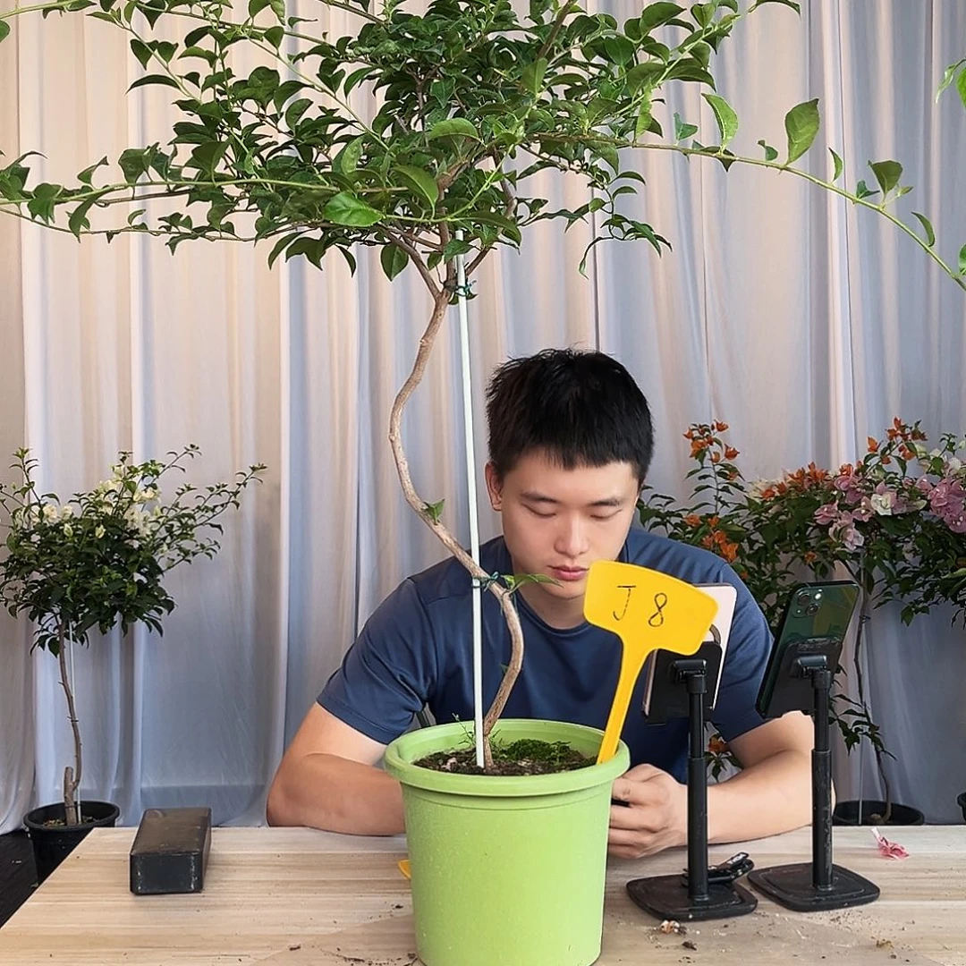 本***刘当前无花栽培后可以开花J8雪紫