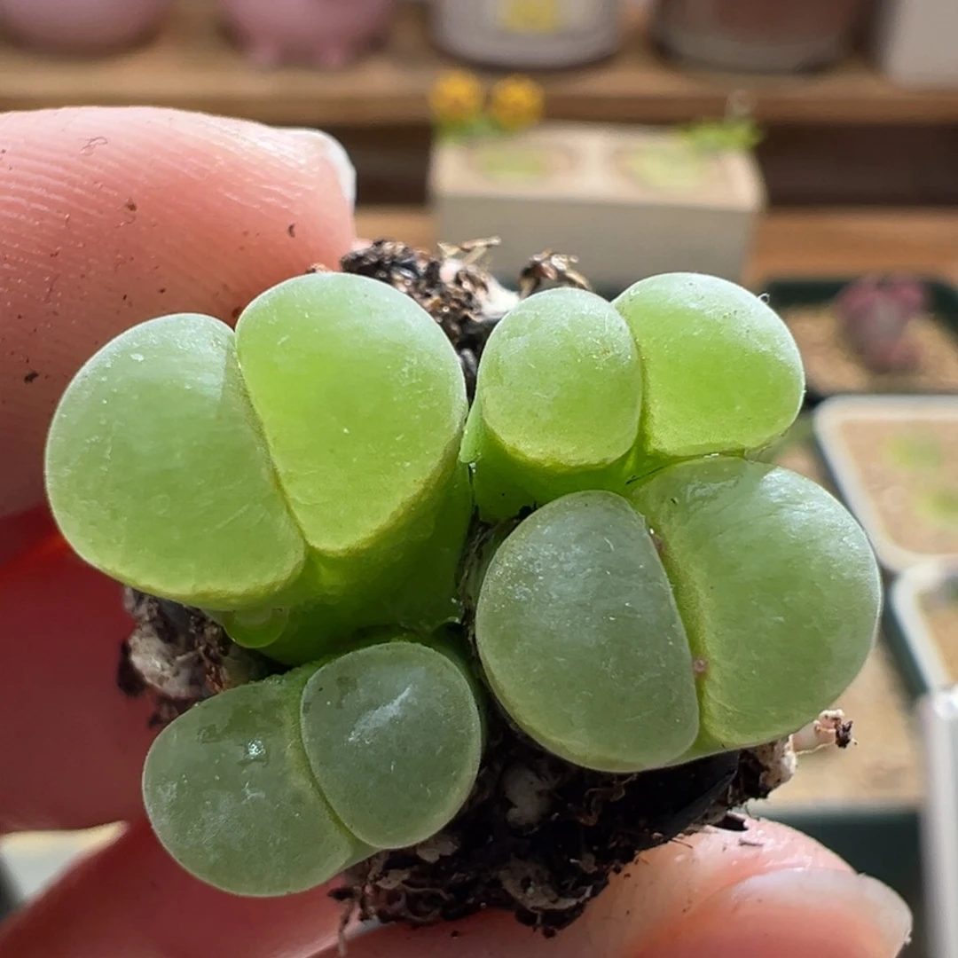 463。1804.2新品风铃四年半母本