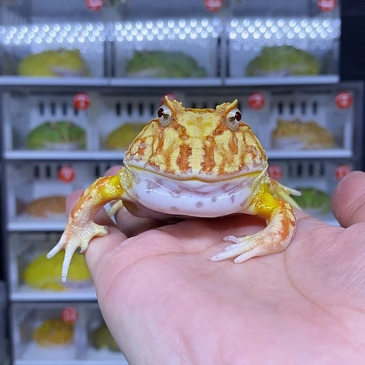 特价秒杀现货黄金