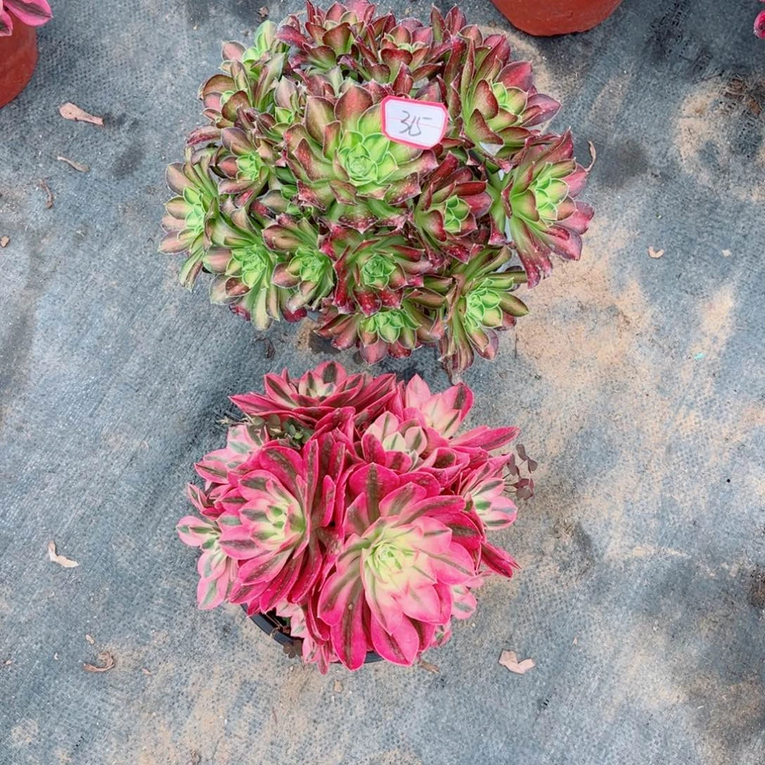 多肉植物315号多肉