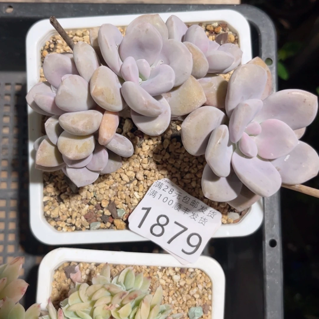 瑾***y大1879）nvncbbnnnn