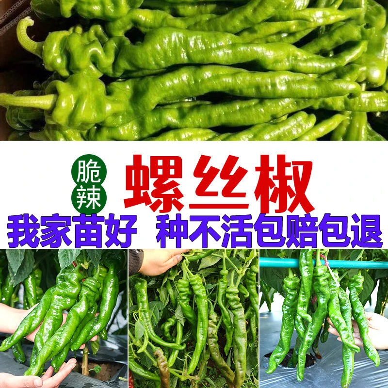 螺丝椒秧苗带土穴盘特辣正宗高产大果螺丝椒秧苗线椒各种辣椒秧苗