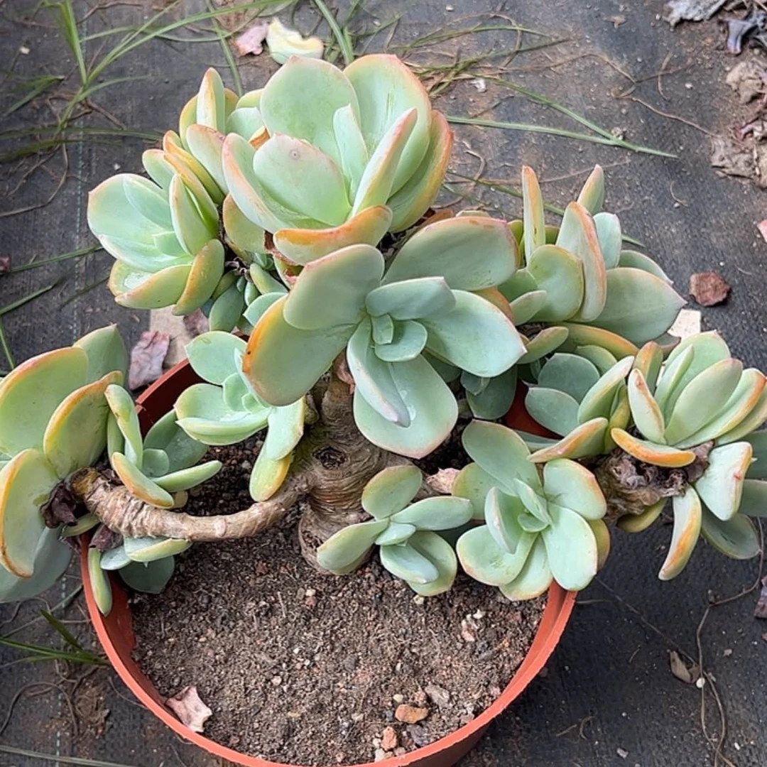 【闪购商品】无花朵顺**?