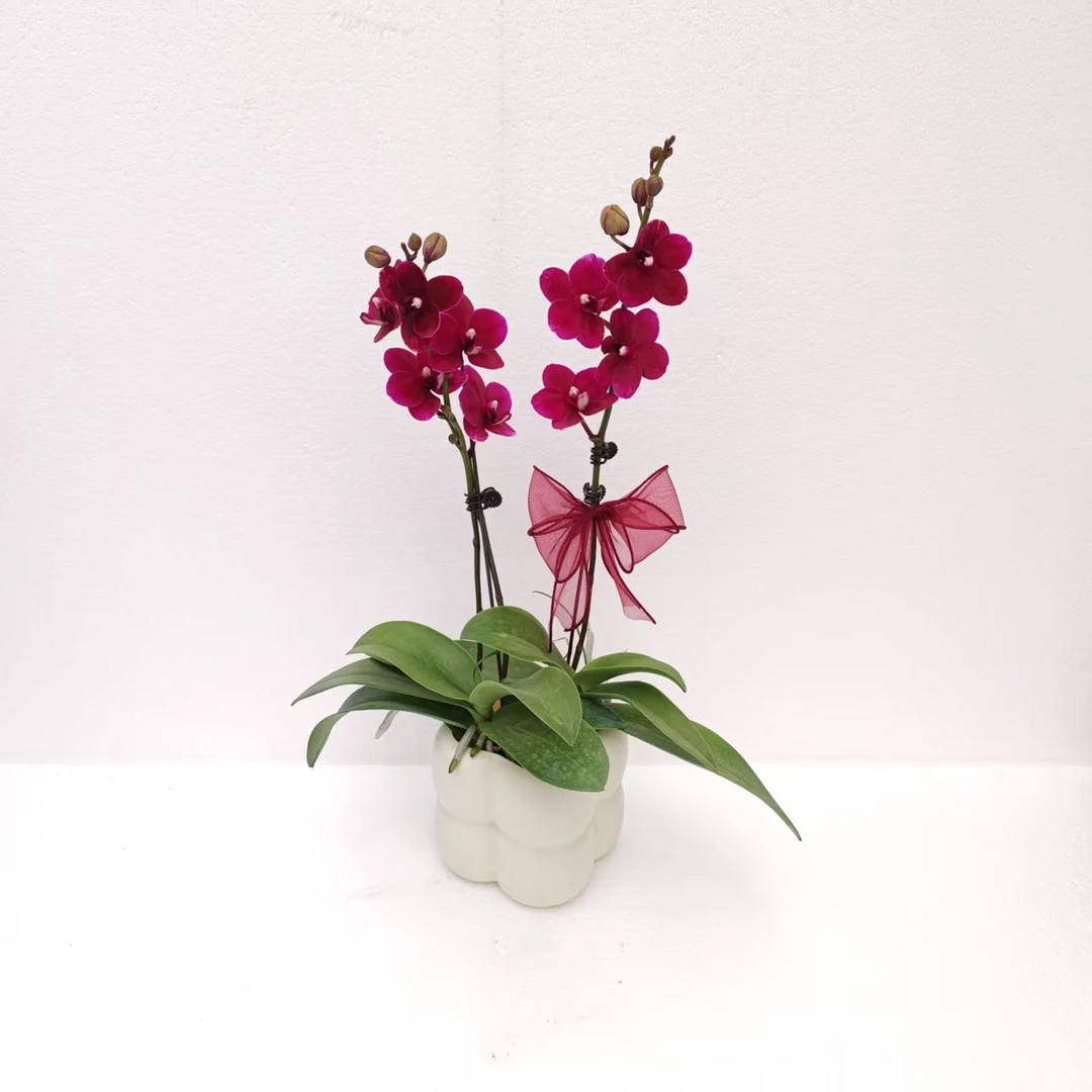 【胭脂】蝴蝶兰室内种植观赏送礼带花发货