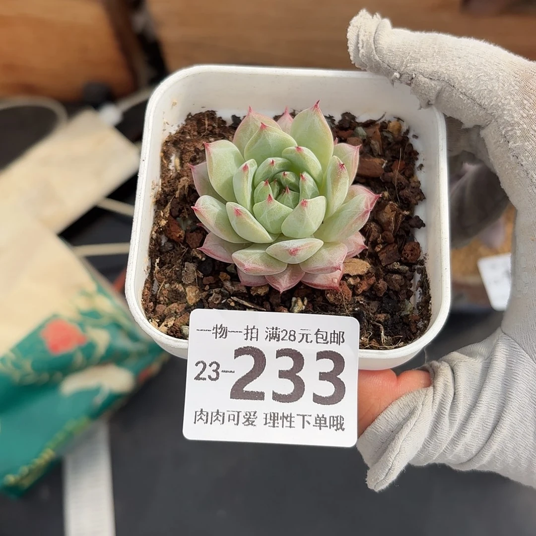 一***鹿蓝鸟香槟无盆土发货无