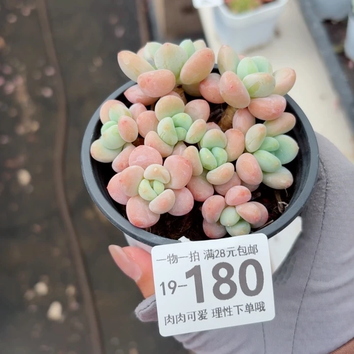 桔子洛神无盆土发货多肉多