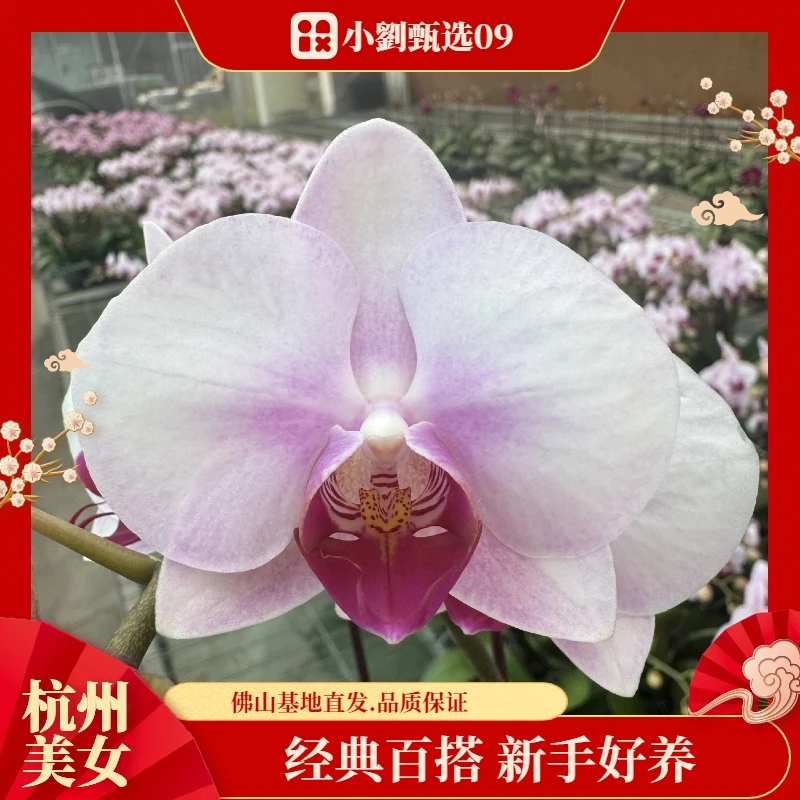 【杭州美女09】精美蝴蝶兰花卉盆栽佛山基地批发直播次日达