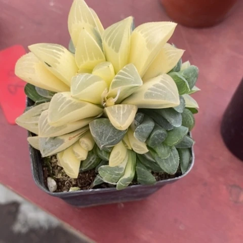 睡****.玉露锦群7仙人球