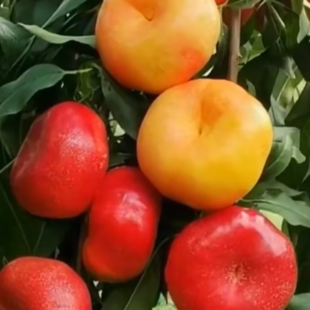 油蟠88早熟油蟠桃个大口感还甜（6月初）优质品种苗