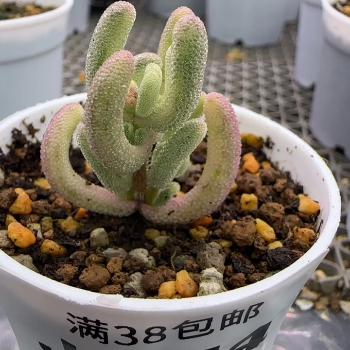 懒***r174-紫闪光植物枝干