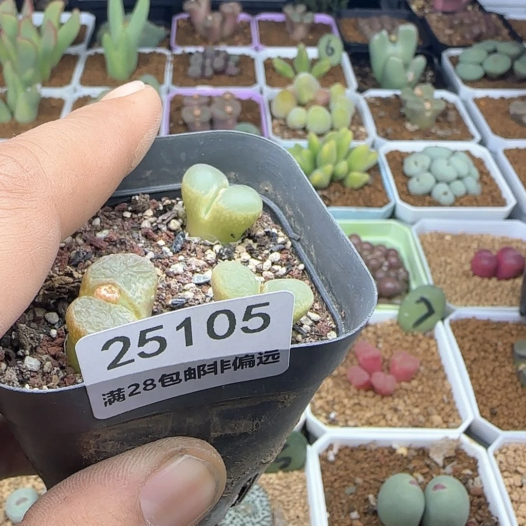 尹**豪脱土28包邮25105