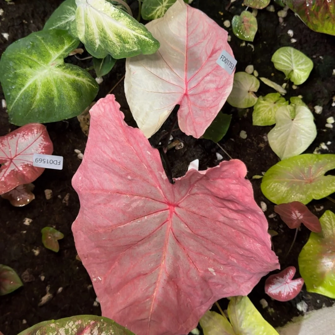 无花朵海王寄养01753