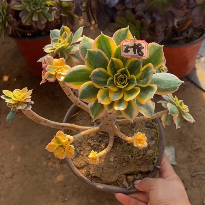 灿烂微瑕多肉植物2-18