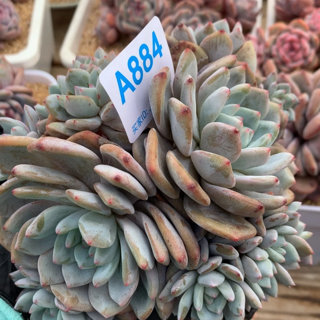 A884多肉、售后范围7天内