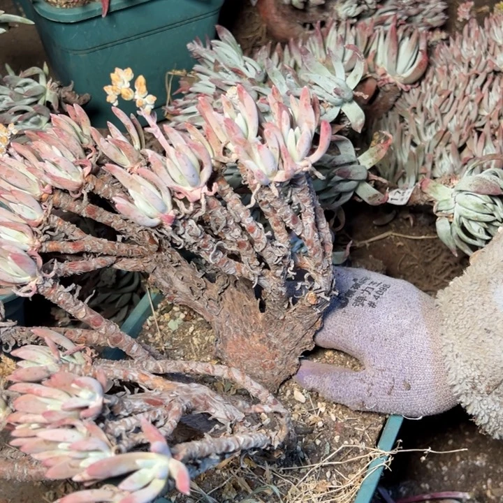 牛*1759哈哈哈哈哈哈哈