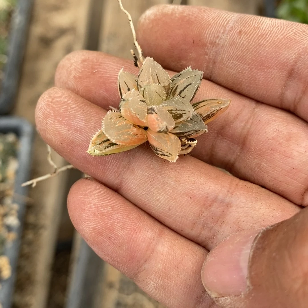 1531 一颗新冰沙糖锦 超级618福利。