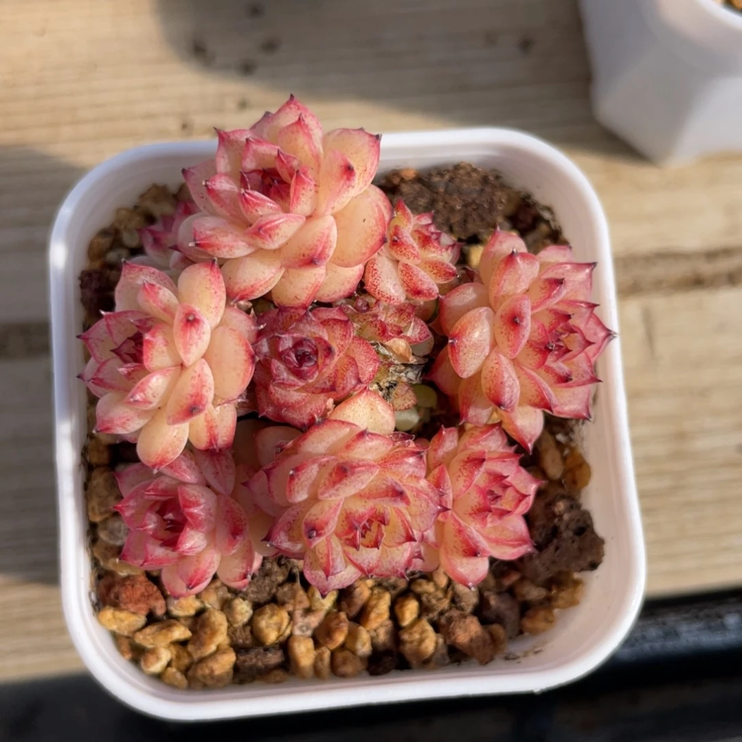 优选珍妮女王朵朵2799