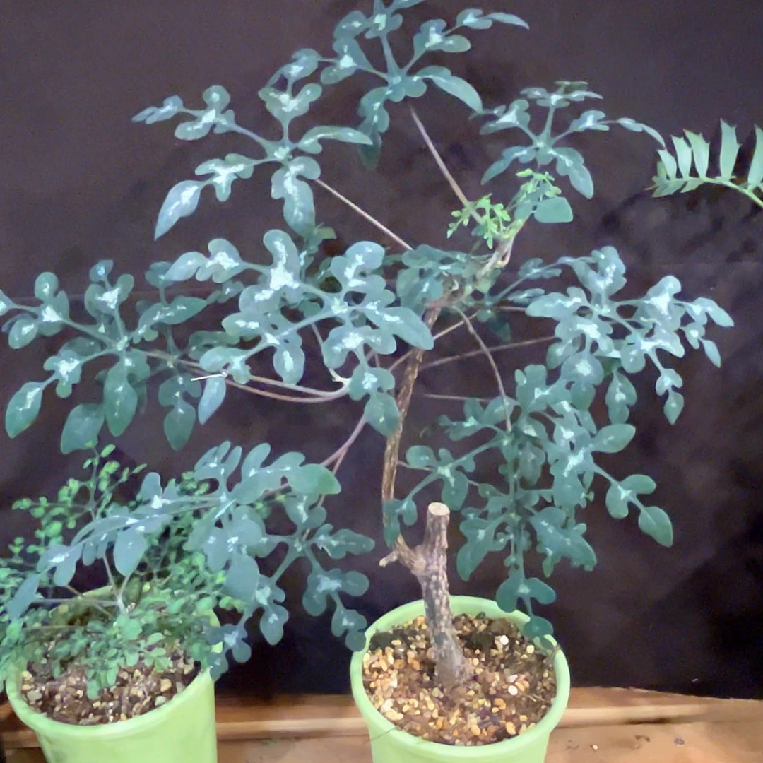 潮流植物蓝宝石，福利漏