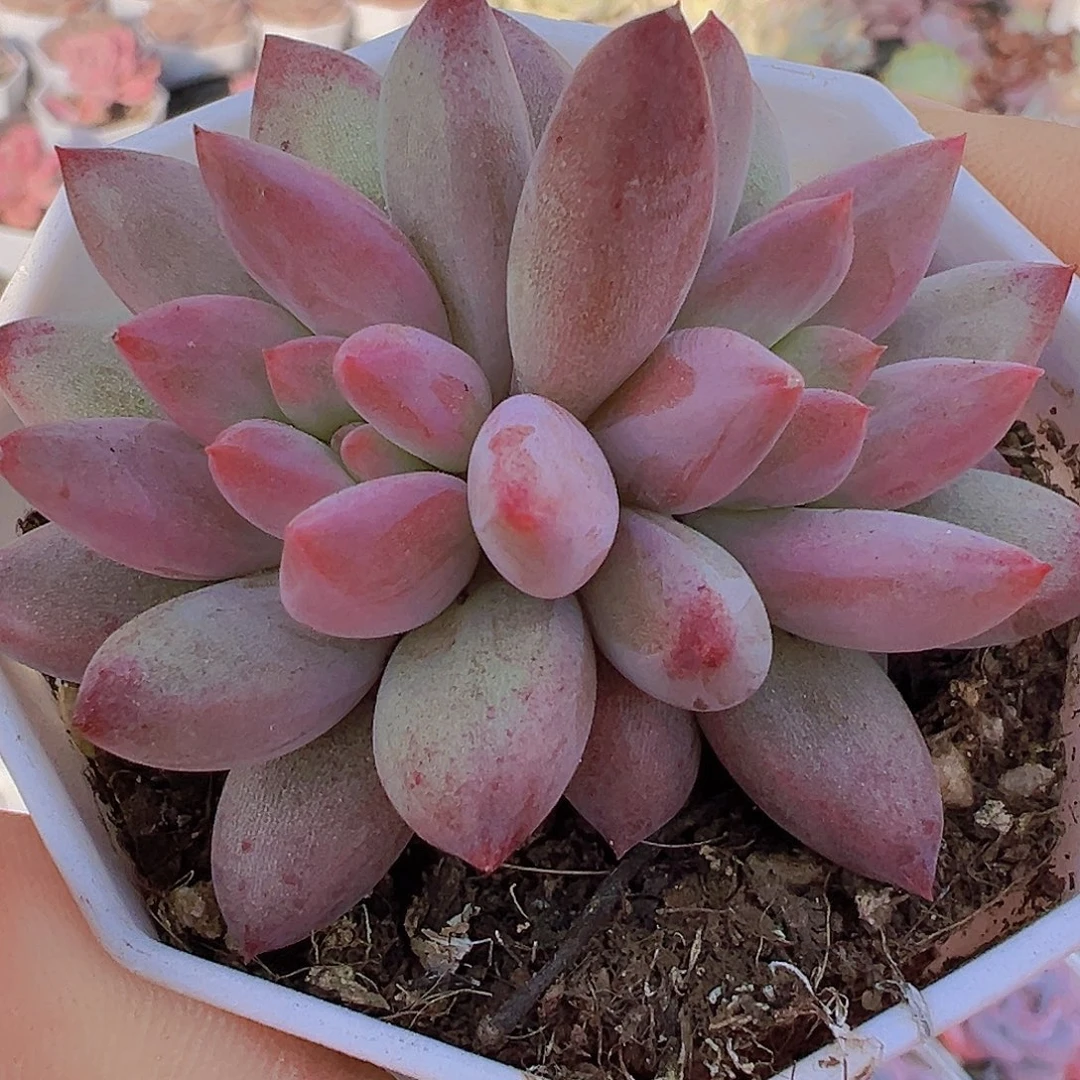 双头金鱼姬19包邮