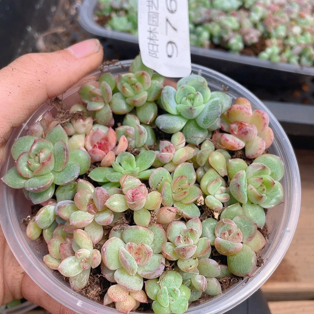 多肉植物多肉植物976