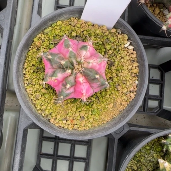 88-0222下播福利脱土发多肉