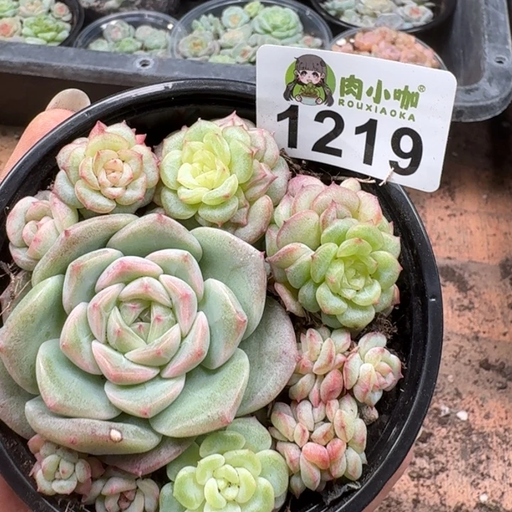 泡***x多肉植物多肉植物