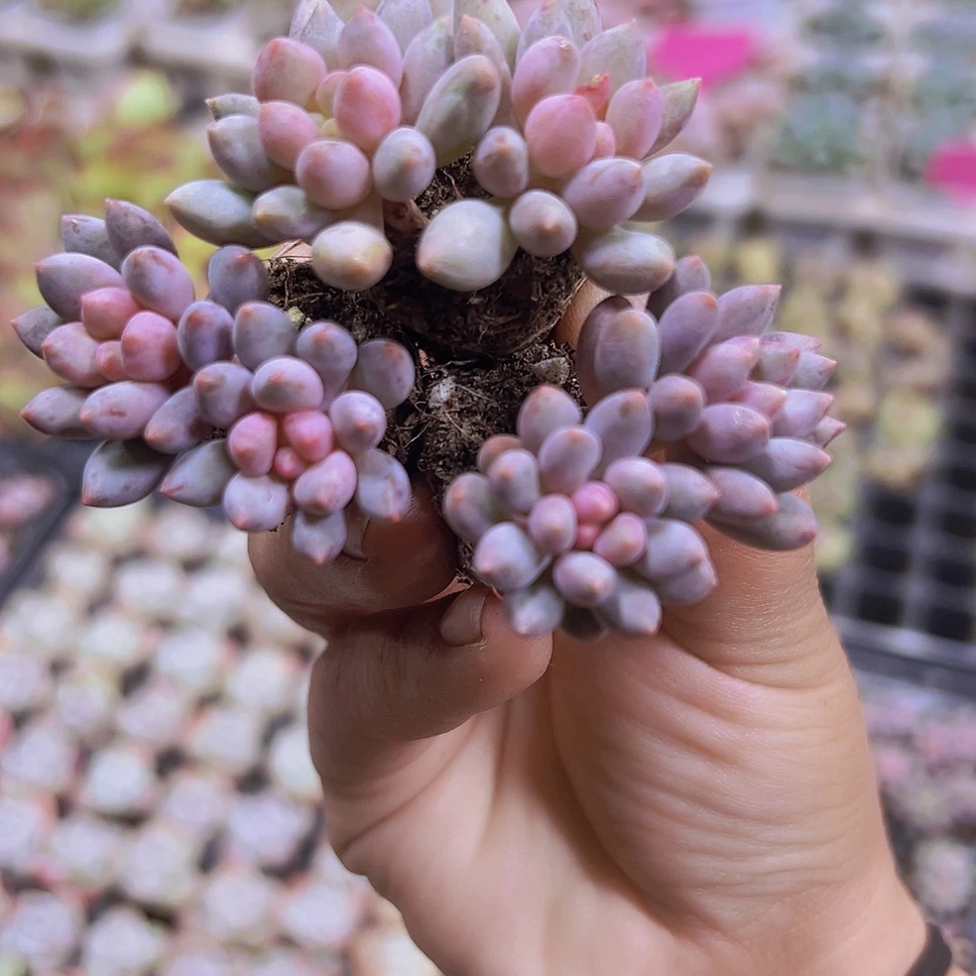 双头蓝舌香水3个19包邮